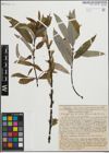 Foto von Salix heterandra Dode
